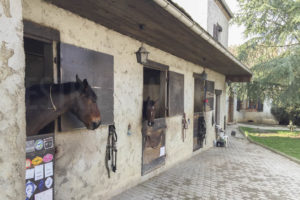 Boxes chevaux de la ferme équestre à vendre dans l'Yonne